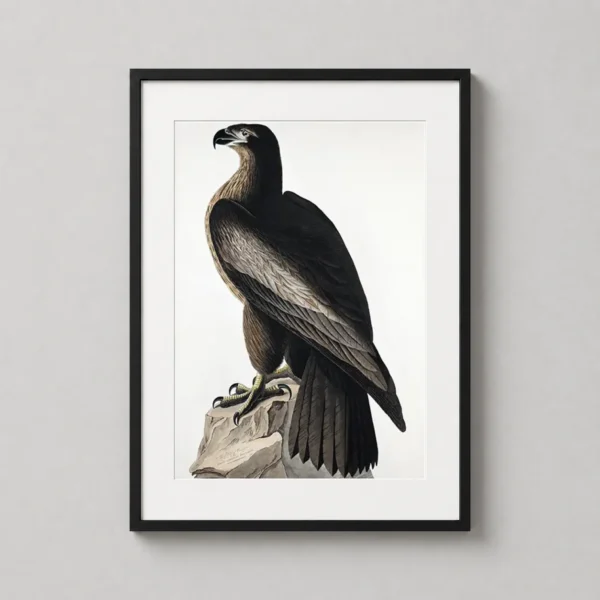 The Bird of Washington Audubon Sea Eagle Fine Art Print