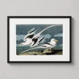 Audubon Tropic Bird Illustration, Classic Coastal Art Print