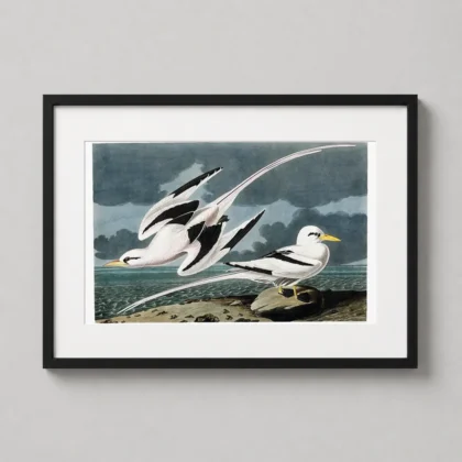 Audubon Tropic Bird – 19th Century Coastal Ornithology wall print with clean decorative presence by MerchFuse