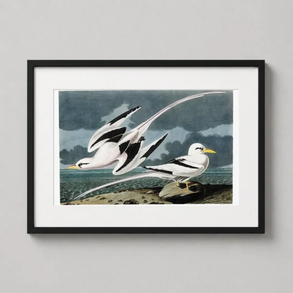 Audubon Tropic Bird Illustration, Classic Coastal Art Print