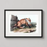 John James Audubon American Red Fox Natural History Art Print