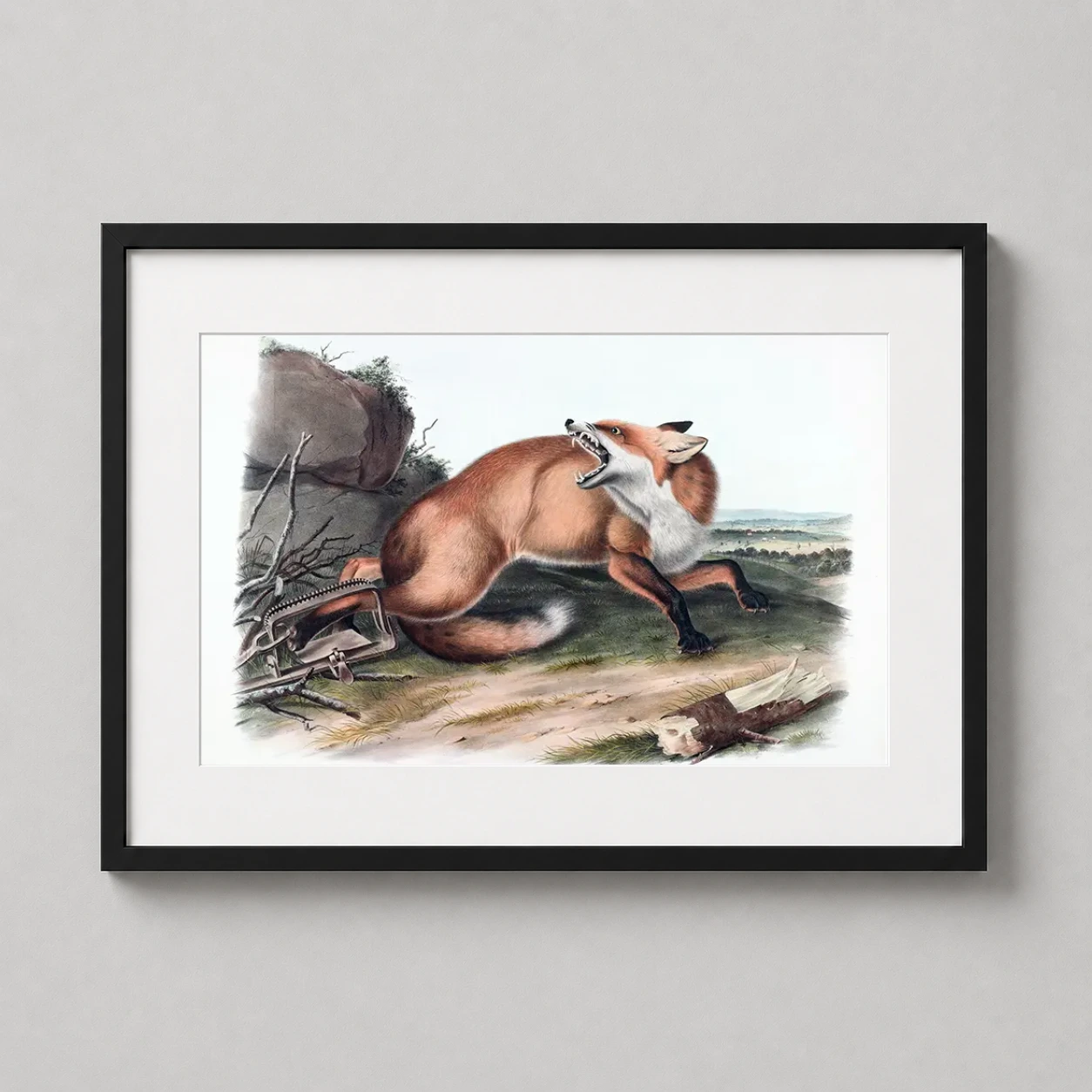 John James Audubon American — vintage lithograph of a male American Red Fox snarling from a trap