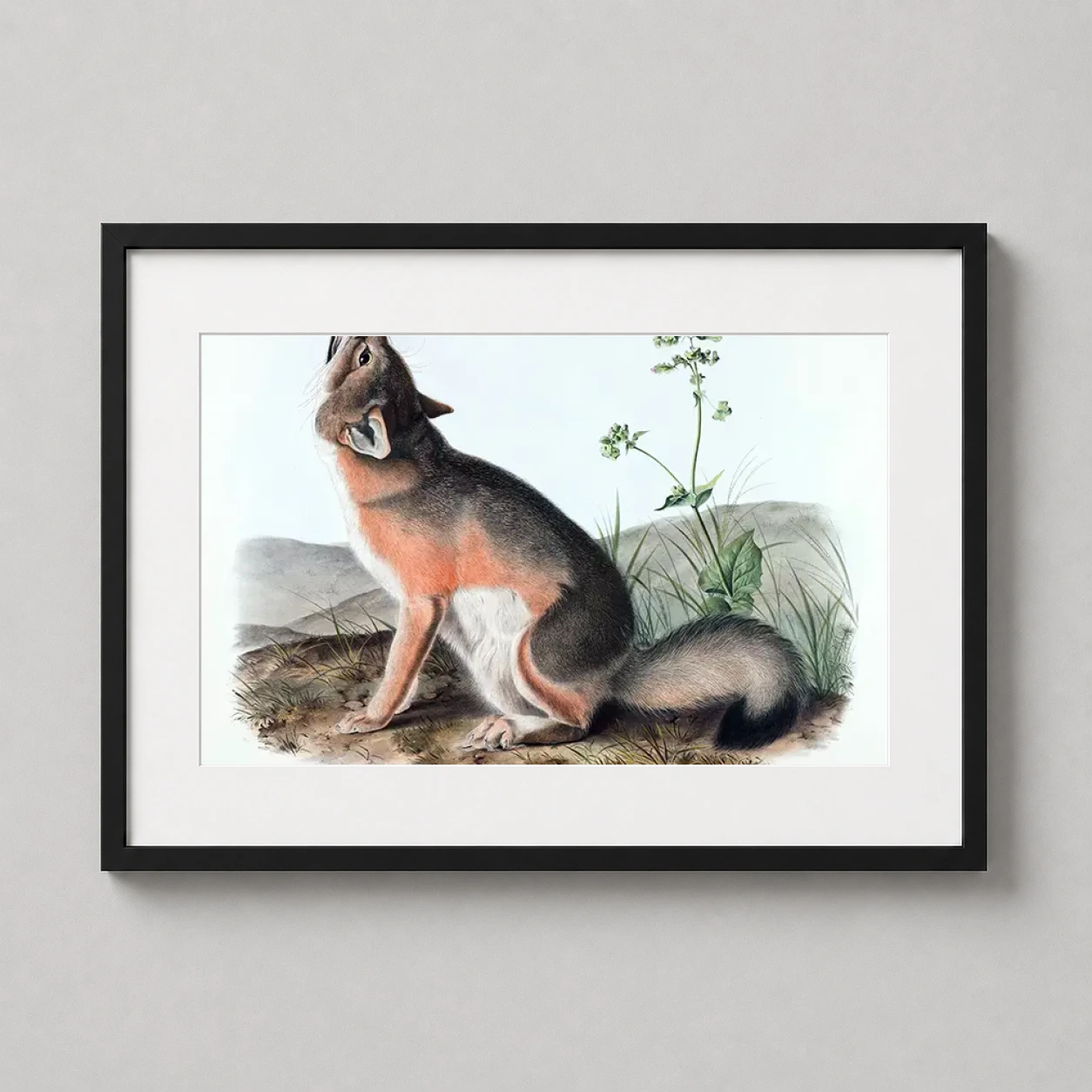 Room mockup of Swift Fox, John James Audubon Natural History Illustration Art Print, displayed as framed wall art in a bedroom setting as a landscape print with orange and grey tones.
