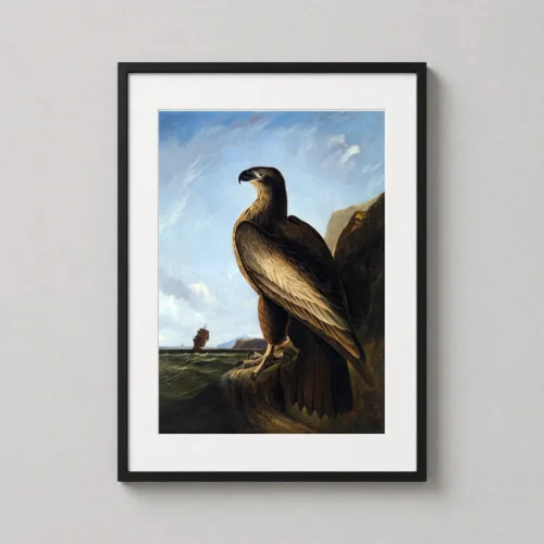 John James Audubon Washington Sea Eagle, Bird Life Art Print