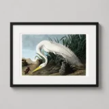 White Heron John James Audubon Great Egret Bird Art Print