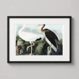 John James Audubon White Ibis Naturalist Art Print