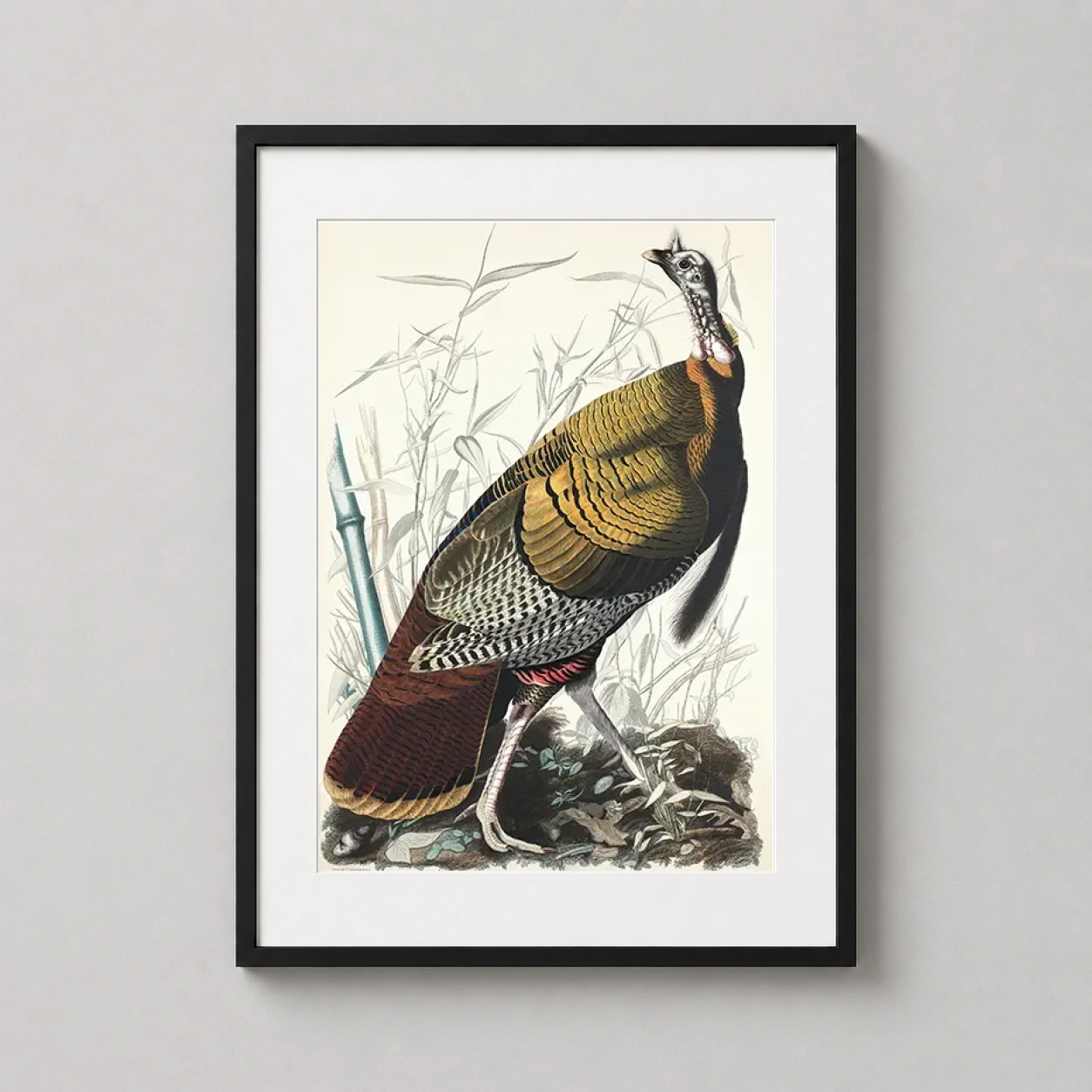 John James Audubon Wild Turkey — intricate Audubon illustration of a male Wild Turkey featuring detailed