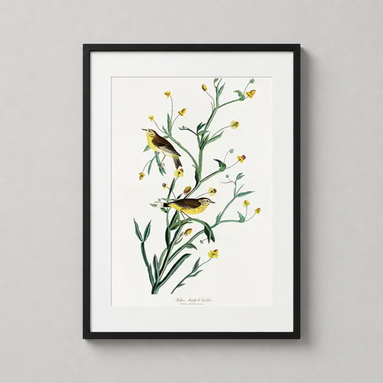 John James Audubon Yellow — two Yellow Red-poll Warblers perched on slender green branches with