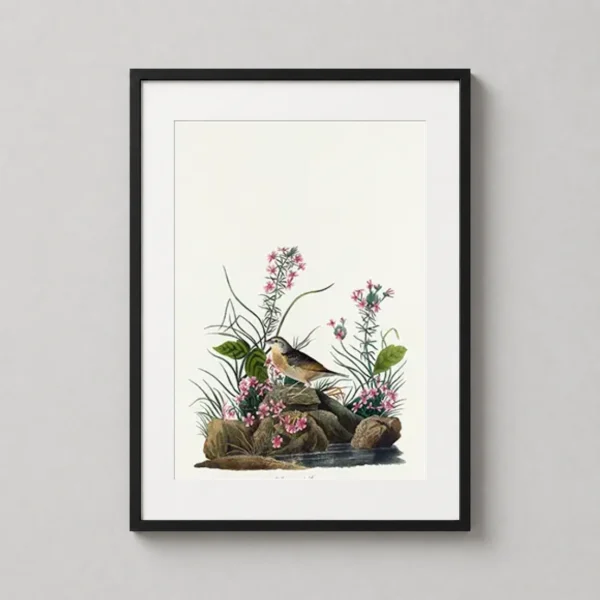 Yellow-winged Sparrow Audubon Birds of America Art Print