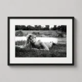 Brigitte Bardot Lying in Grass, 1950s French Cinema Print Photography Print