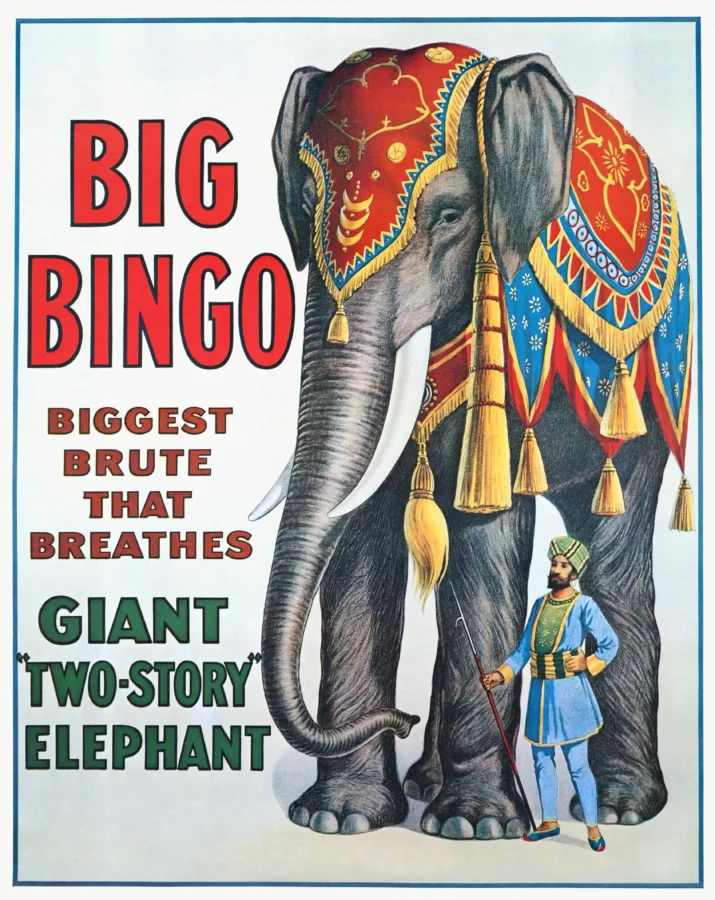 Big Bingo Elephant Poster with Ringling Bros circus advertising for Big Bingo, a giant, MerchFuse vintage advertising wall