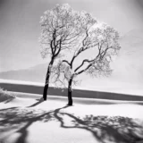 Black and White Snowy Trees Print Photography Print
