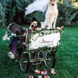 Bruce Weber Bride Groom Dog Wedding Golden Photography Print