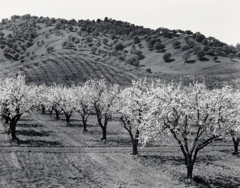 Edward Weston poster showing a Solano County orchard photographed in 1939.