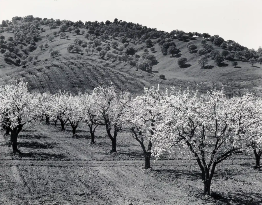 Edward Weston Solano County Orchard 1939 photography print on MerchFuse