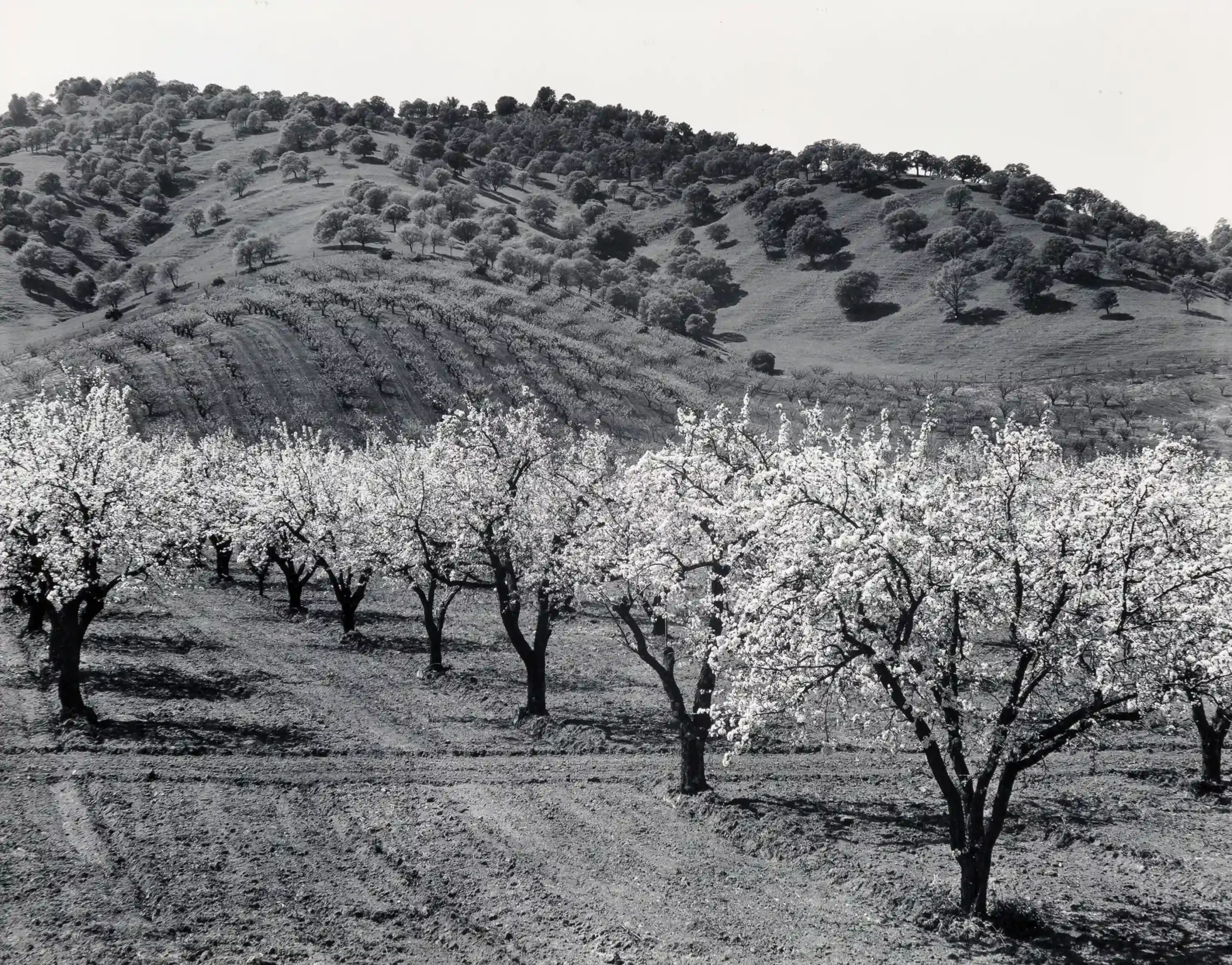 Edward Weston poster showing a Solano County orchard photographed in 1939.