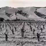 Edward Weston Vineyard Clear Lake 1939 Photography Print