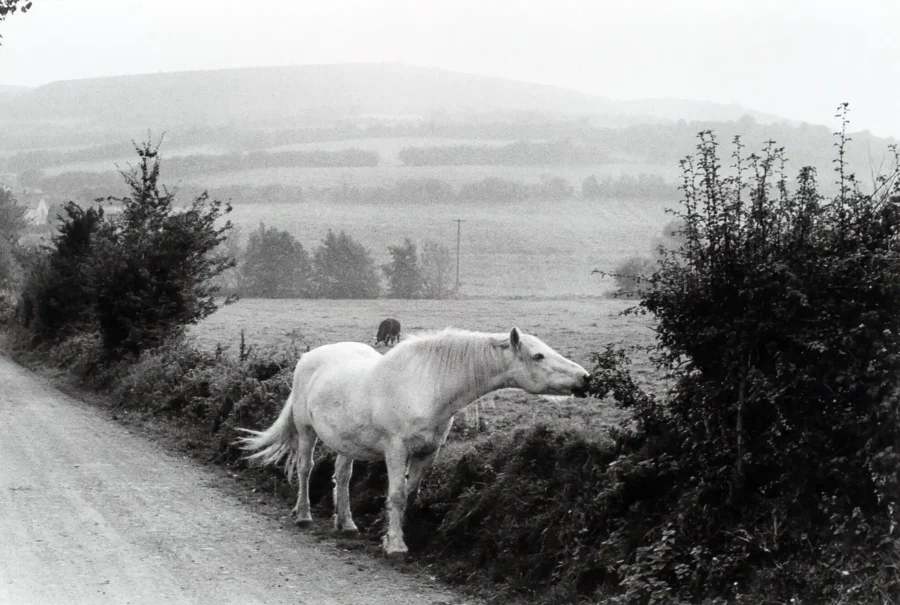 Henri Cartier-Bresson poster showing white horse scene in Ireland, 1952