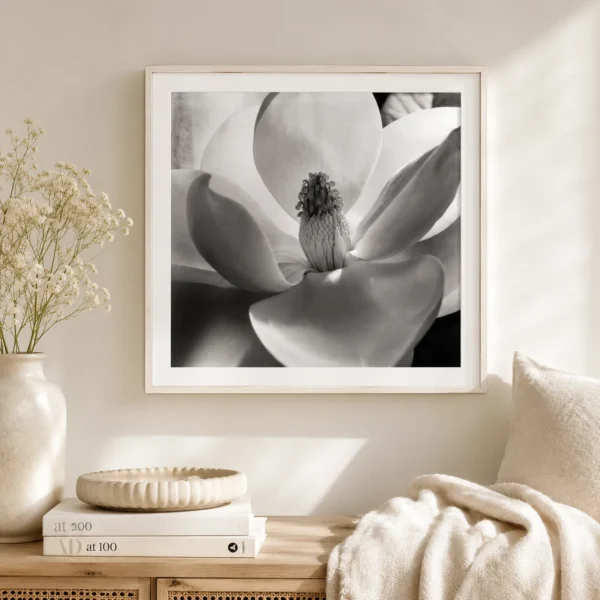 Imogen Cunningham Magnolia Blossom 1925 Photography Print