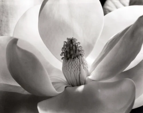 Imogen Cunningham Magnolia Blossom 1925 Photography Print