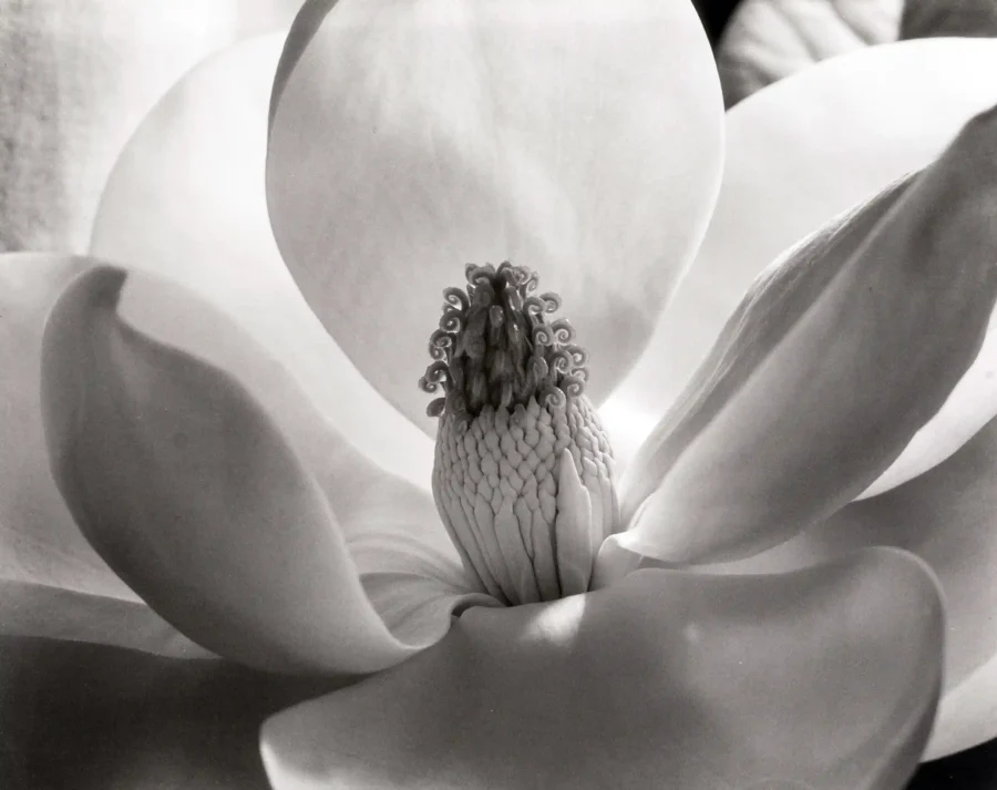 Imogen Cunningham — magnolia Blossom 1925 by Imogen Cunningham, prepared as a clean