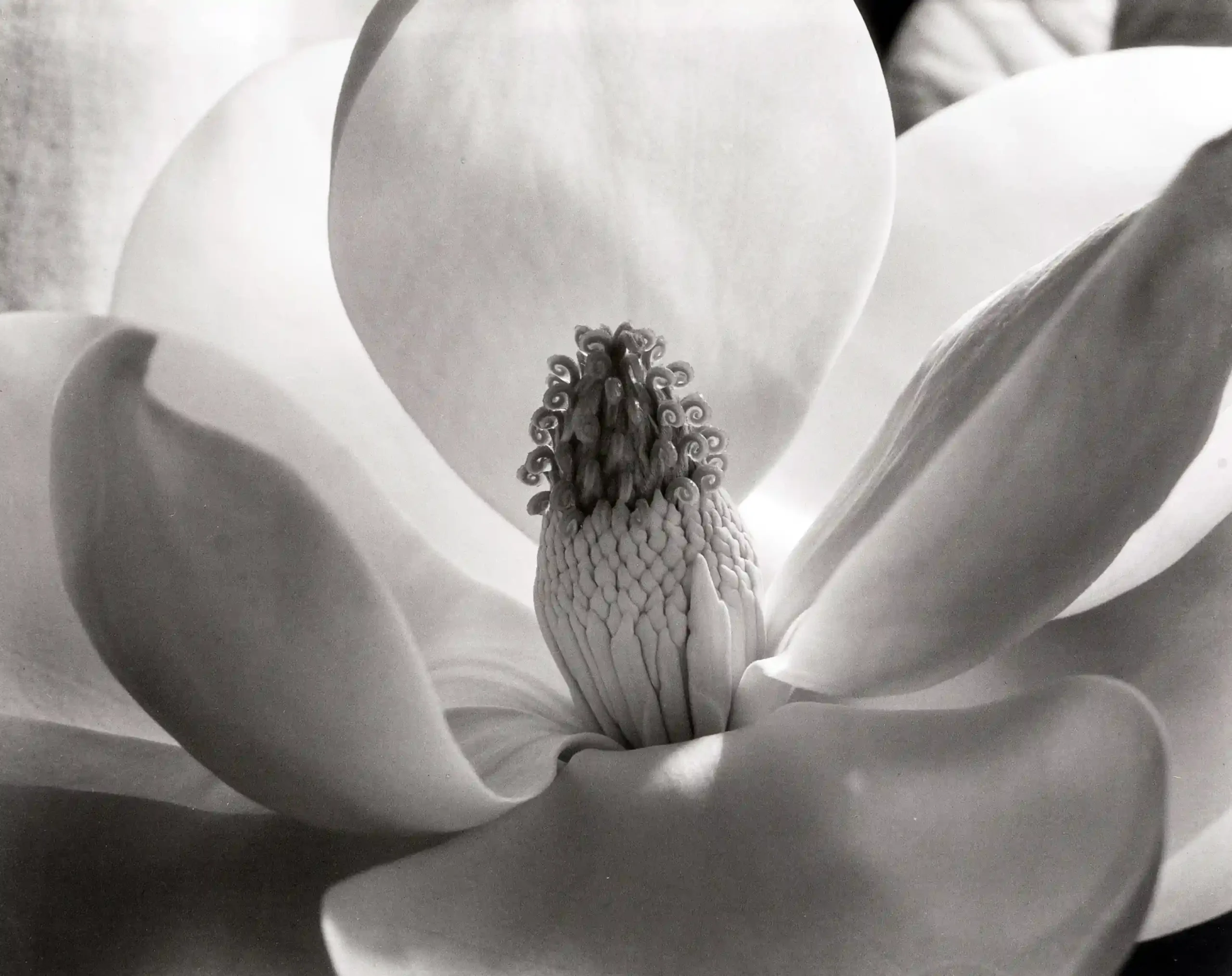 Imogen Cunningham poster showing a magnolia blossom study with botanical form and close texture.