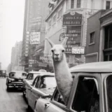 Llama NYC Poster, Inge Morath 1957 Photography Print