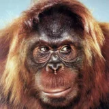 Jill Greenberg Jake the Orangutan 2005 Photography Print