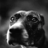 Keith Carter Lost Dog 1992 Photography Print