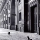 Leonard Freed Cats in Naples Italy 1956 Photography Print