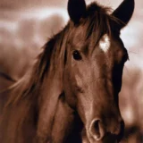 Michael Eastman Horse 13 1999 Photography Print