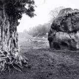Paul Caponigro Stone and Tree Avebury England 1967 Photography Print