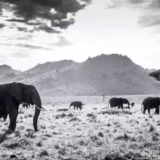 Raphael Mazzucco Elephants Photography Print