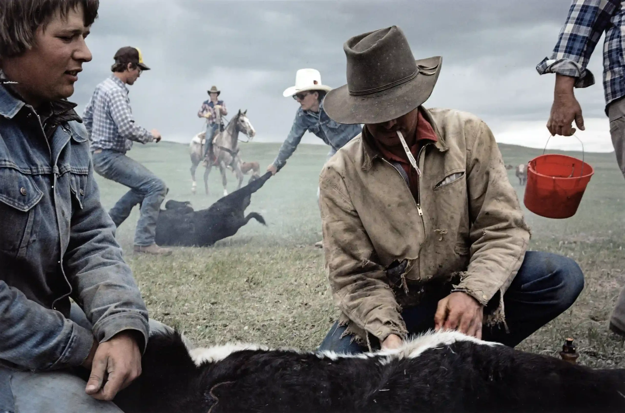 Sam Abell poster showing a buffalo photographed in Montana with open-country stillness.