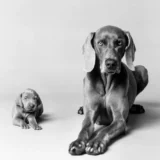 William Wegman Untitled Mother and Puppy 1989 Photography Print