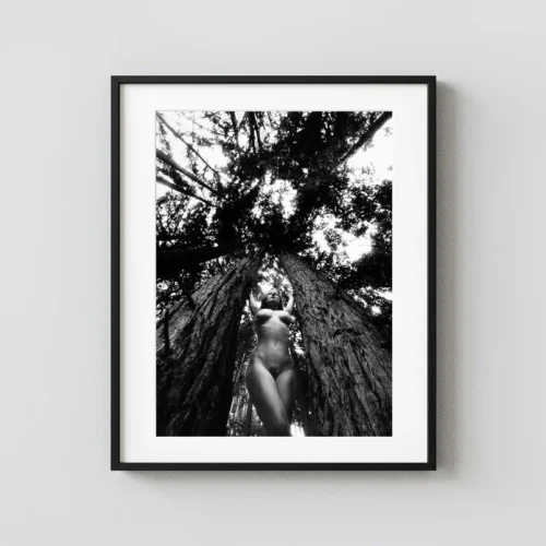Nude In The Trees Carmel 1994 Photography Print