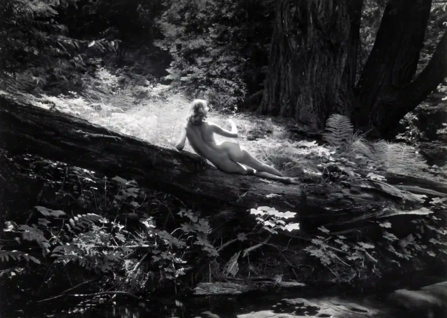 Nude On Log 1954 Photography Print