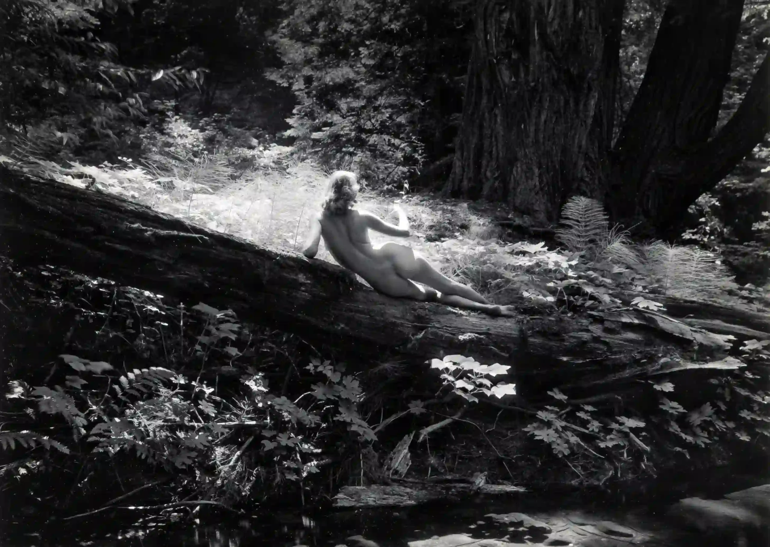 Nude On Log 1954 Photography Print