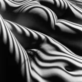 Two Zebra Nudes New York 2005 Photography Print