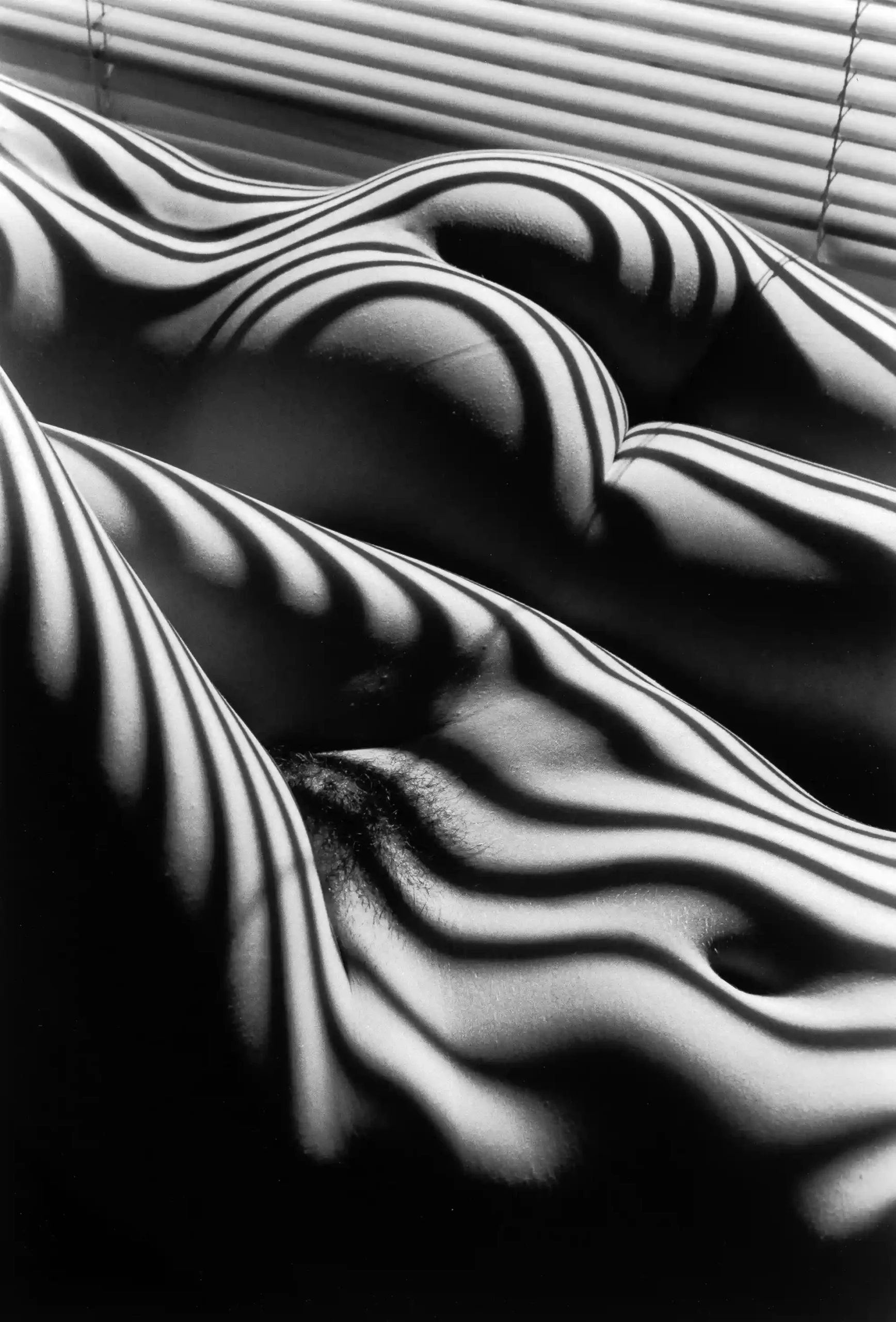 Two Zebra Nudes New York 2005 Photography Print