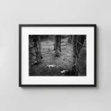 Woman And Dog In Forest 1953 Nude Photography Print