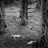Woman And Dog In Forest 1953 Nude Photography Print