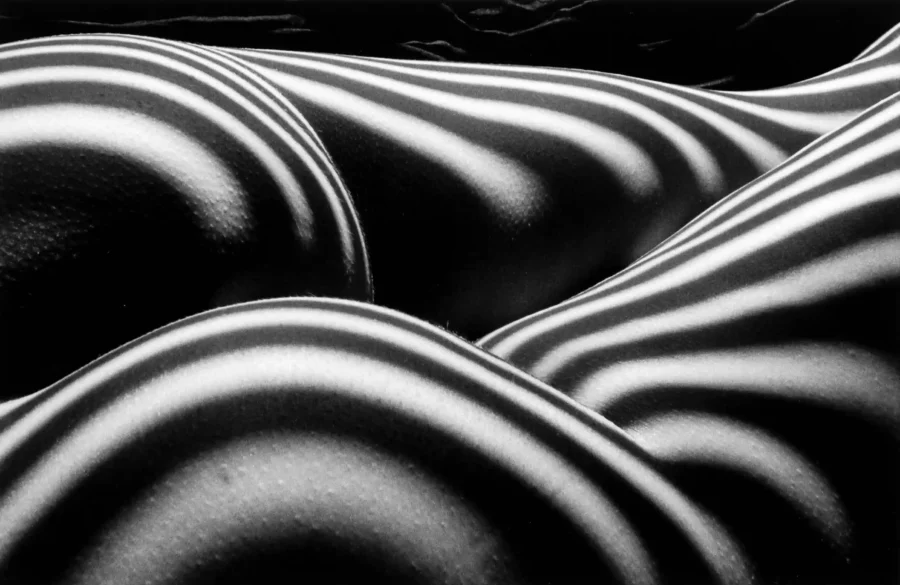 Zebra Nude 1997 Photography Print