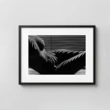 Zebra Nude New York 1997 Photography Print