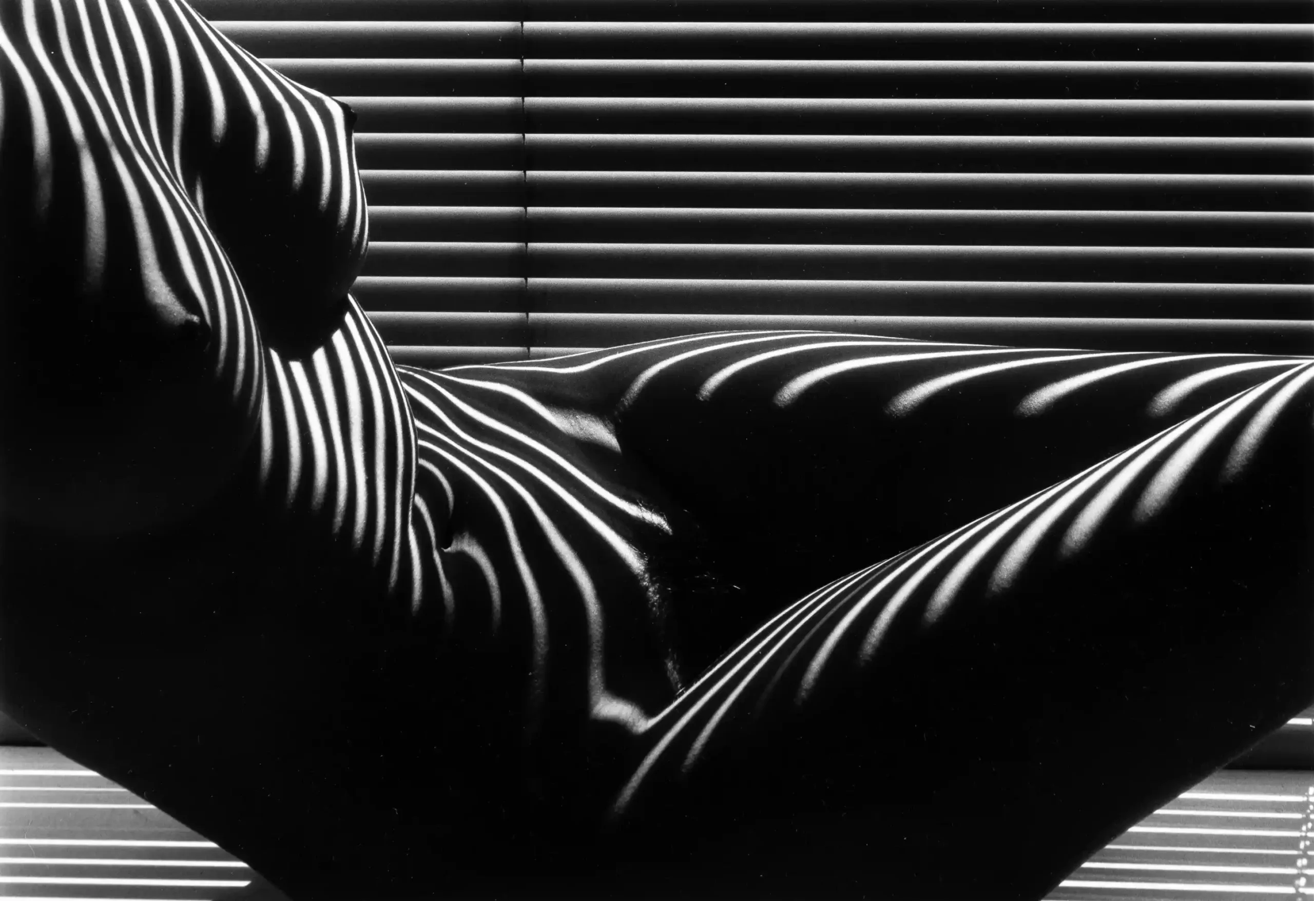 Zebra Nude New York 1997 Photography Print