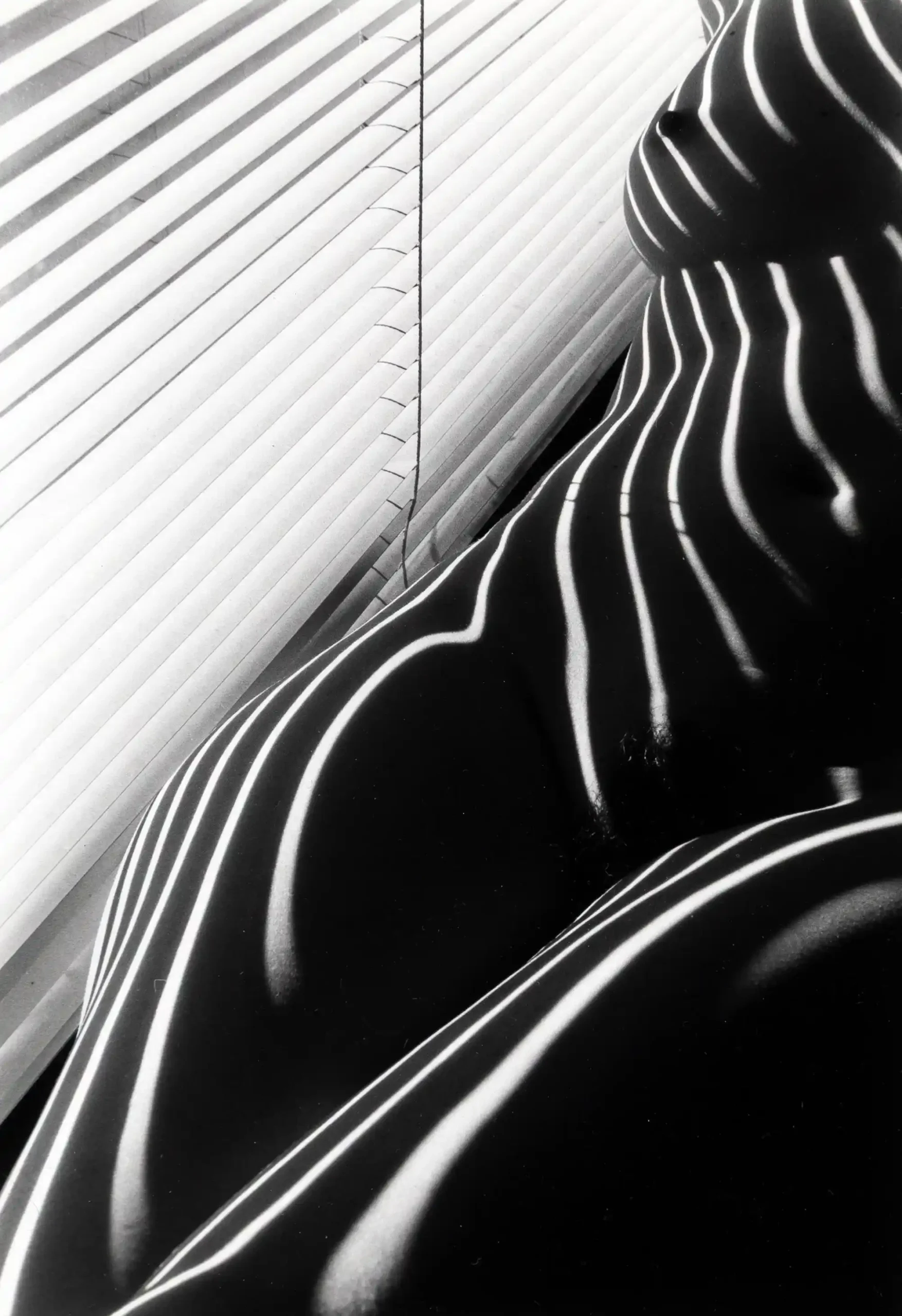 Zebra Nudes 1998 1 Photography Print