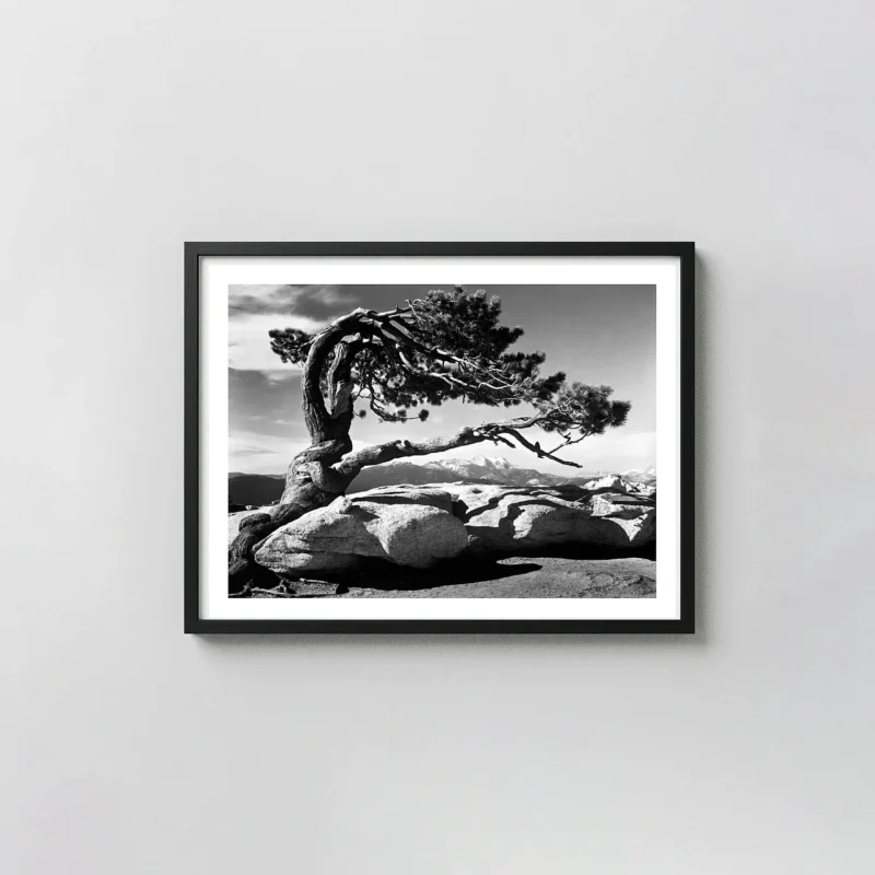 Ansel Adams Jeffrey Pine | Fine Art Poster | Yosemite Black & White Print