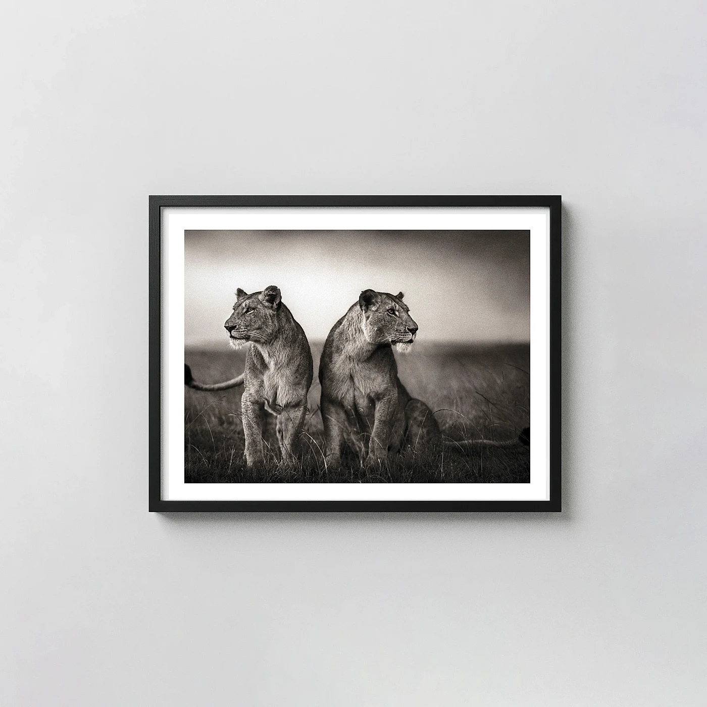 Nick Brandt Photography Poster, Lionesses Readying to Hunt Maasai Mara 2008 - photography wall art print
