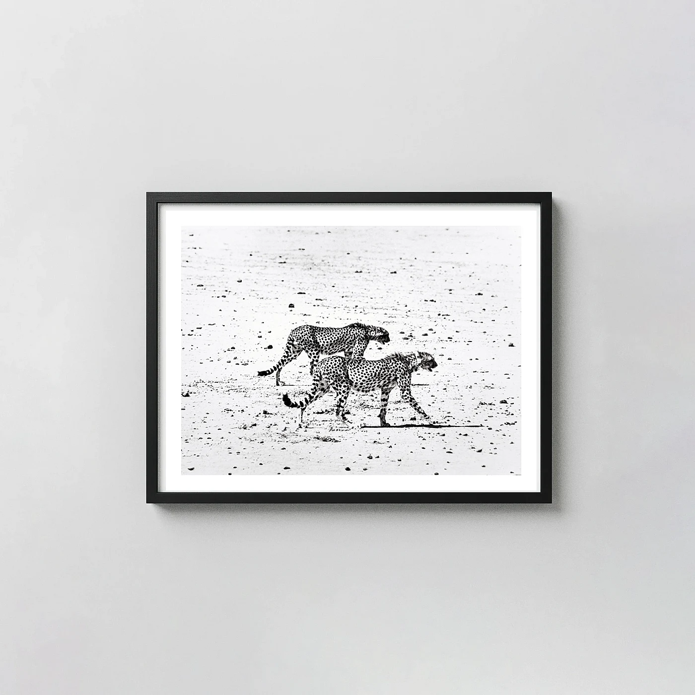 Peter Beard Poster, Hunting Cheetahs Taru Desert 1960 Wildlife Photography Print Peter Beard Poster, Hunting Cheetahs Taru Desert 1960 Wildlife Photography Photography Prints Xe2X80X93 Landscape Frame Wall Art Mockup | Merchfuse