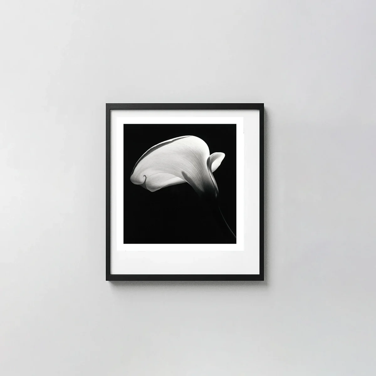 Robert Mapplethorpe Calla Lily (1984) Print, Black and White Floral Photography Photography Prints xe2x80x93 Square Frame Wall Art Mockup | MerchFuse